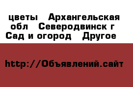 цветы - Архангельская обл., Северодвинск г. Сад и огород » Другое   